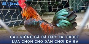 Các Giống Gà Đá Hay