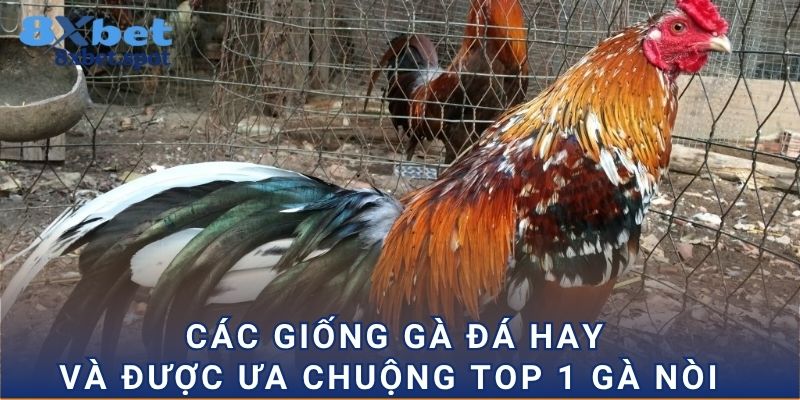 Các giống gà đá hay và được ưa chuộng top 1 gà nòi  