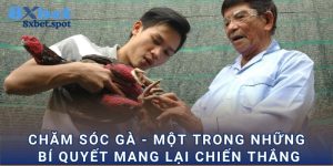 Chăm sóc gà