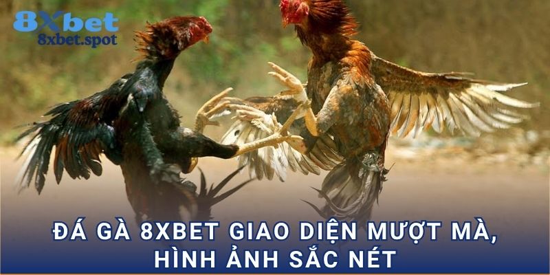 Đá gà 8xbet giao diện mượt mà, hình ảnh sắc nét