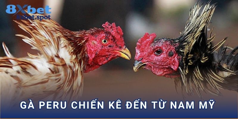 Gà peru chiến kê đến từ Nam Mỹ 