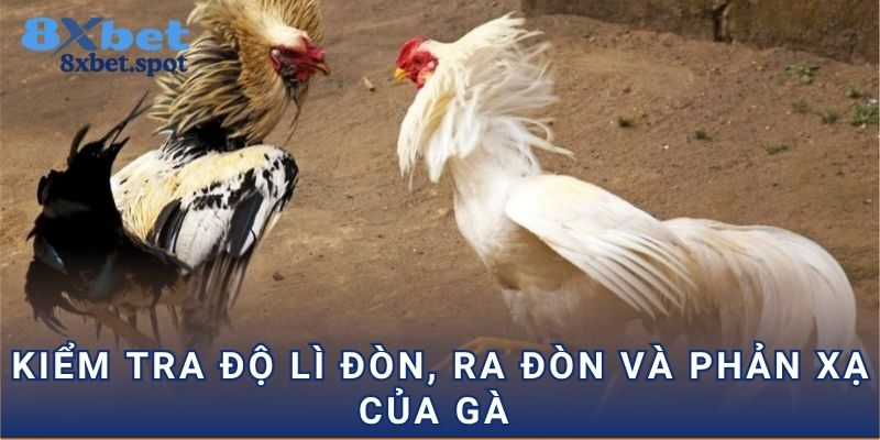 Kiểm tra độ lì đòn, ra đòn và phản xạ của gà