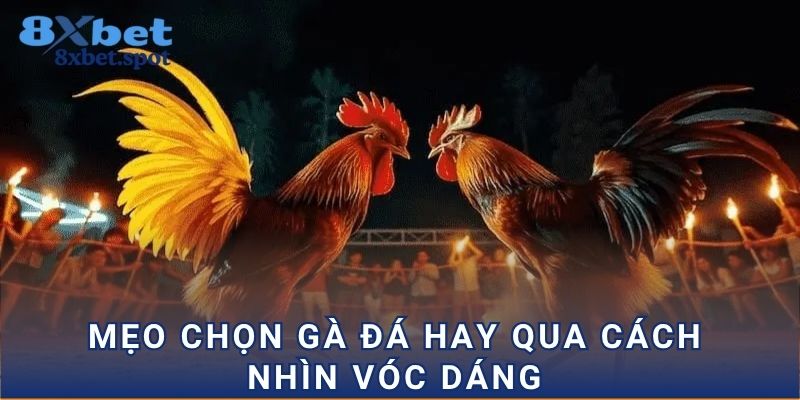 Mẹo chọn gà đá hay qua cách nhìn vóc dáng