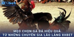 Mẹo chọn gà đá