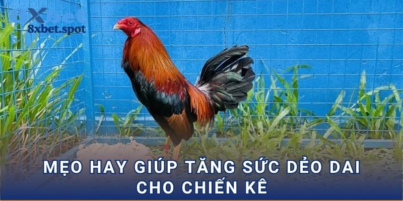 Mẹo hay giúp tăng sức dẻo dai cho chiến kê