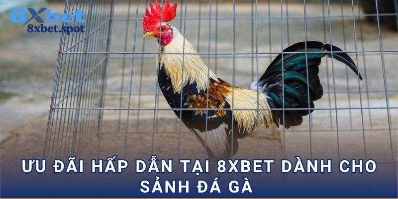Ưu đãi hấp dẫn tại 8xbet dành cho sảnh đá gà