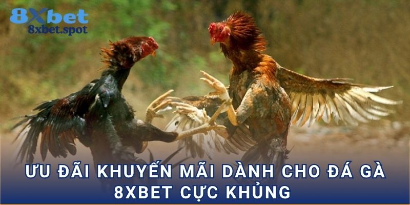 Ưu đãi khuyến mãi dành cho đá gà 8xbet cực khủng 