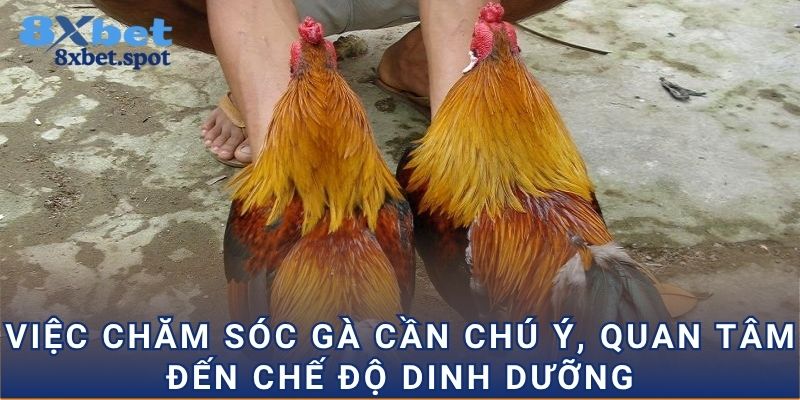 Việc chăm sóc gà cần chú ý, quan tâm đến chế độ dinh dưỡng